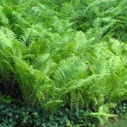 Ostrich Fern -Flower Shop matteuccia struthiopteris ostrich fern 5 sw
