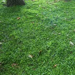 Purple Mazus 10 Purple Mazus -Flower Shop mazus reptans purple 10 sw