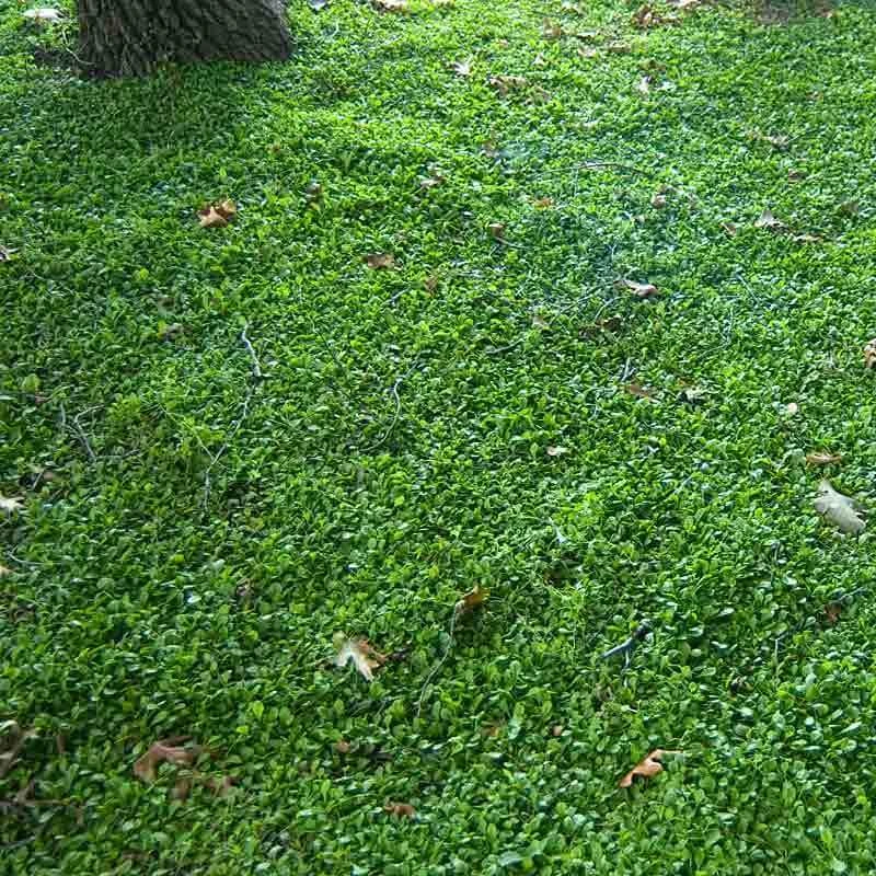 Purple Mazus 4 Purple Mazus - Image 4