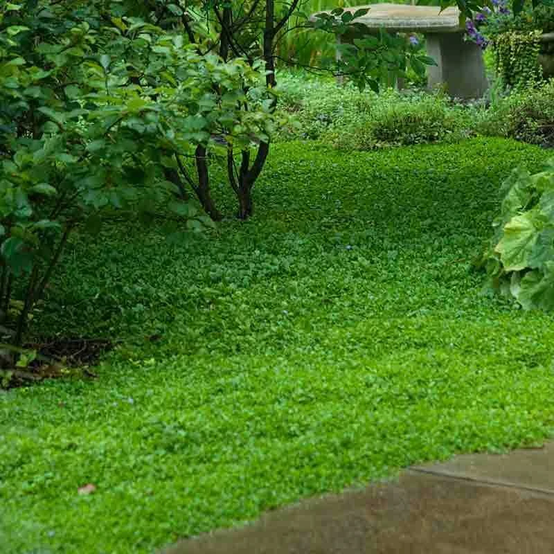 Purple Mazus 5 Purple Mazus - Image 5