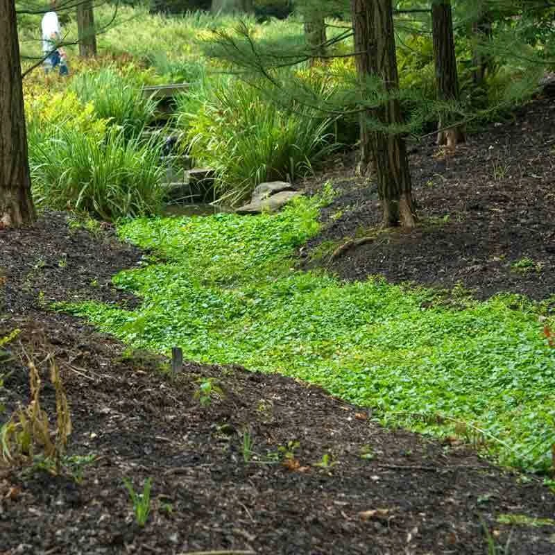 Purple Mazus 6 Purple Mazus - Image 6