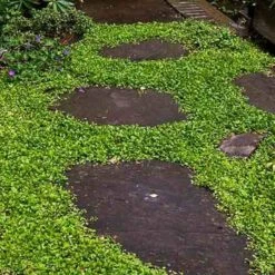 Purple Mazus 13 Purple Mazus -Flower Shop mazus reptans purple 13 sw