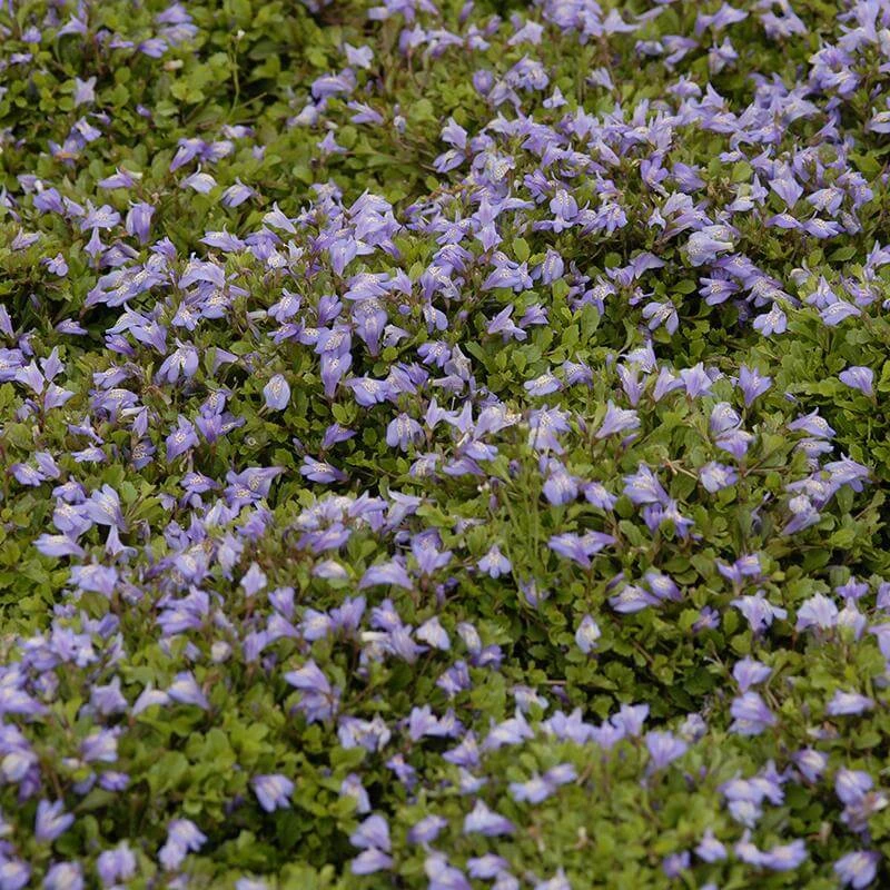 Purple Mazus 3 Purple Mazus - Image 3