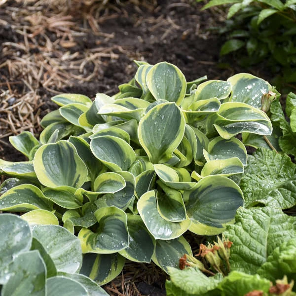 'Mighty Mouse' Hosta 4 'Mighty Mouse' Hosta - Image 4