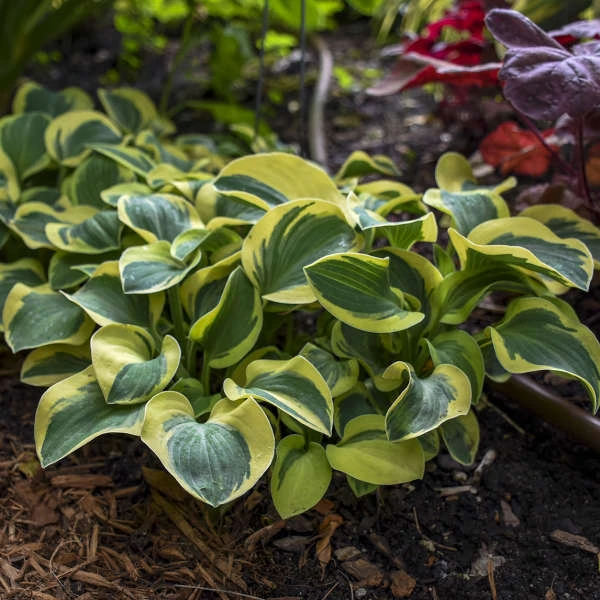 'Mighty Mouse' Hosta 3 'Mighty Mouse' Hosta - Image 3