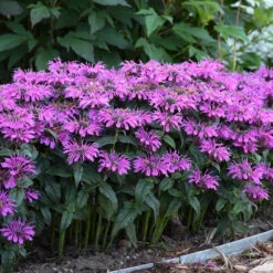 'Leading Lady Plum' Bee Balm -Flower Shop monarda leading lady plum 3