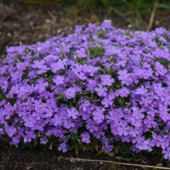 Mountainside™ 'Crater Lake' Phlox 6 Mountainside™ 'Crater Lake' Phlox -Flower Shop mountainside crater lake phlox 3