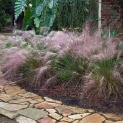 Pink Muhly Grass -Flower Shop muhlenbergia capillars pink muhly grass 3 sw