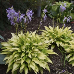 'Munchkin Fire' Hosta -Flower Shop munchkin fire hosta 4