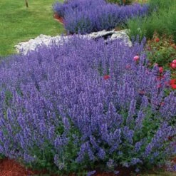 Drought Resistant+ Long Blooming Collection -Flower Shop nepeta walkers low catmint 1 82af1ac4 82ee 48eb a54e 6ba5dd40a07d