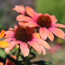 Color Coded™ 'Orange You Awesome' Coneflower -Flower Shop orange you awesome coneflower 1