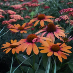 Color Coded™ 'Orange You Awesome' Coneflower -Flower Shop orange you awesome coneflower 3