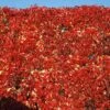 Red Wall® Virginia Creeper