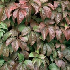 Red Wall® Virginia Creeper -Flower Shop parthenocissus red wall virginia creeper 3