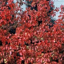 Red Wall® Virginia Creeper -Flower Shop parthenocissus red wall virginia creeper 4
