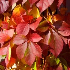 Red Wall® Virginia Creeper -Flower Shop parthenocissus red wall virginia creeper 5