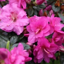 Perfecto Mundo® Double Purple Reblooming Azalea -Flower Shop perfecto mundo double purple azalea 5