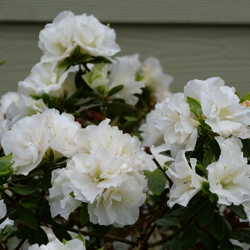 Perfecto Mundo® Double White Reblooming Azalea 1 Perfecto Mundo® Double White Reblooming Azalea