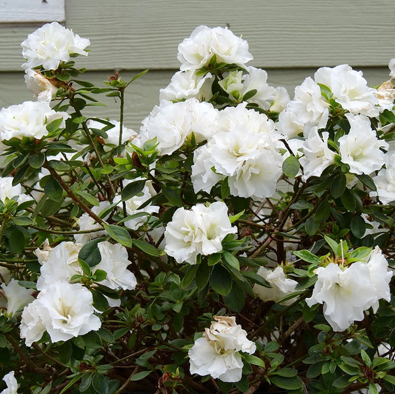 Perfecto Mundo® Double White Reblooming Azalea 2 Perfecto Mundo® Double White Reblooming Azalea - Image 2