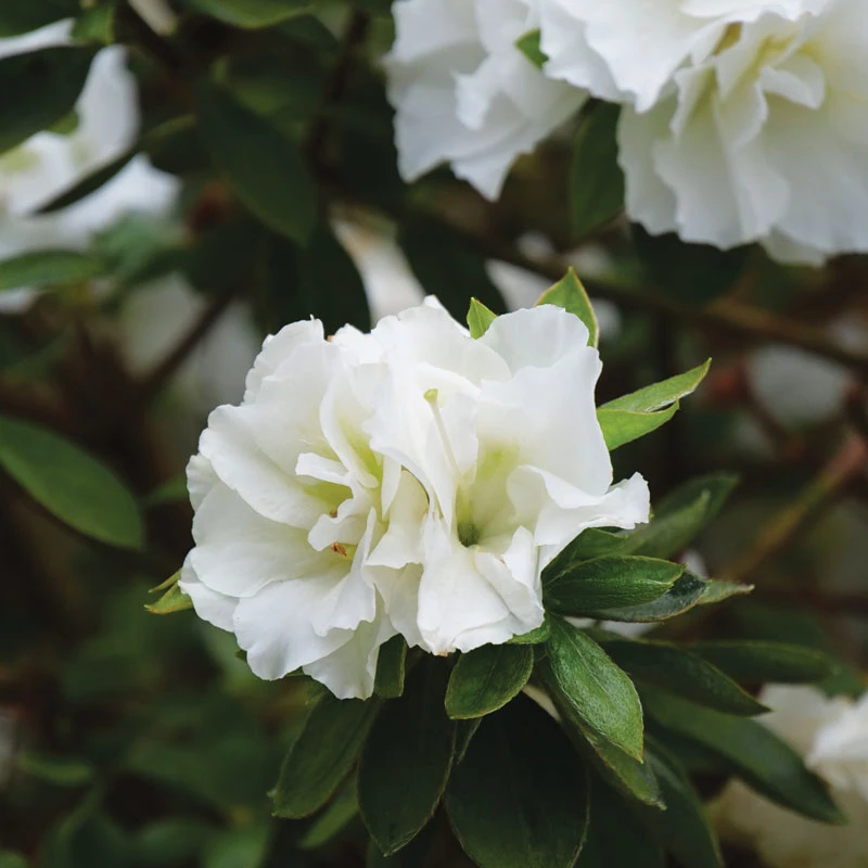 Perfecto Mundo® Double White Reblooming Azalea 3 Perfecto Mundo® Double White Reblooming Azalea - Image 3