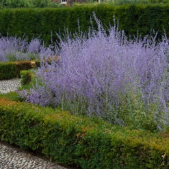 Russian Sage -Flower Shop perovskia atriplicifolia russian sage 3