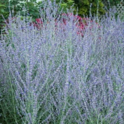 Russian Sage -Flower Shop perovskia atriplicifolia russian sage 4