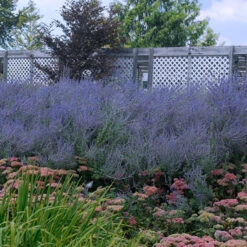 Russian Sage -Flower Shop perovskia atriplicifolia russian sage 5