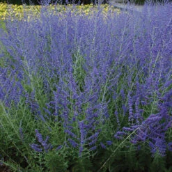Deer & Rabbit Resistant Perennials Collection -Flower Shop perovskia atriplicifolia russian sage 6 bf16f52f abfc 404b afc3 fbe3f0445e3e
