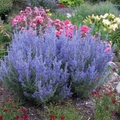 'Denim 'n Lace' Russian Sage