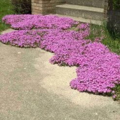'Drummond's Pink' Creeping Phlox -Flower Shop phlox subulata drummonds pink creeping phlox 3 sw