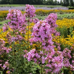 'Jeana' Tall Garden Phlox 6 'Jeana' Tall Garden Phlox -Flower Shop phloxjeanaingarden