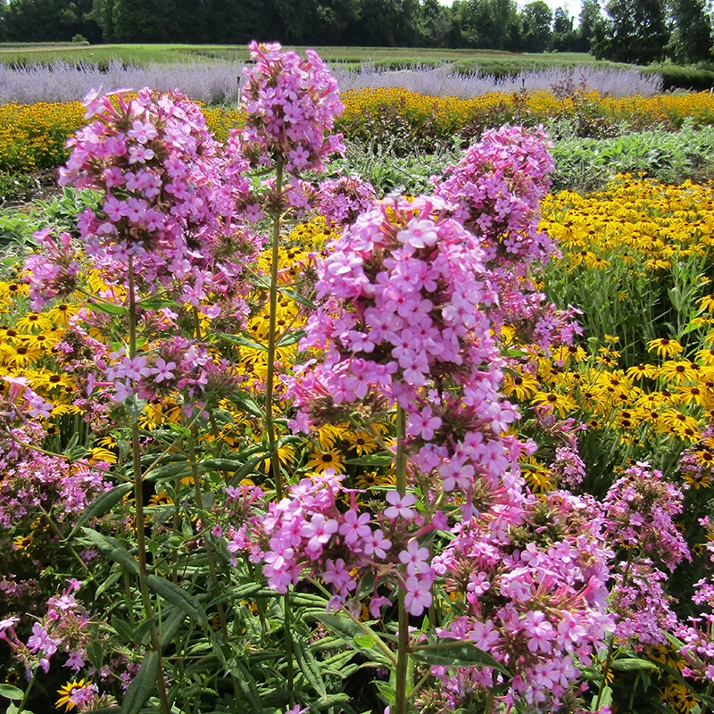 'Jeana' Tall Garden Phlox 3 'Jeana' Tall Garden Phlox - Image 3