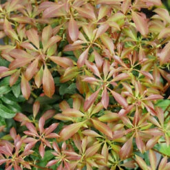 Interstella® Lily-of-the-Valley Shrub -Flower Shop pieris interstella 2