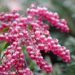 Interstella® Lily-of-the-Valley Shrub -Flower Shop pieris interstella 4
