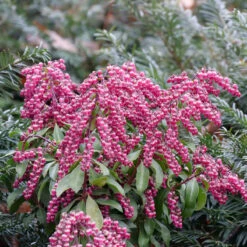 Interstella® Lily-of-the-Valley Shrub -Flower Shop pieris interstella 5
