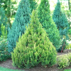 Pinpoint® Gold False Cypress -Flower Shop pinpoint gold false cypress 2