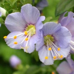 'Heavenly Habit' Jacob's Ladder -Flower Shop polemonium heavenly habit 3 sw