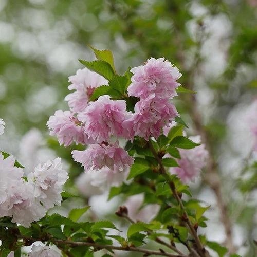 Zuzu® Flowering Cherry Shrub 6 Zuzu® Flowering Cherry Shrub - Image 6