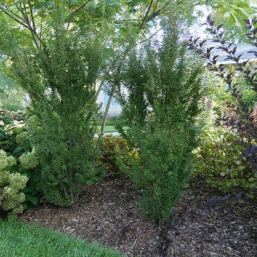 Zuzu® Flowering Cherry Shrub 2 Zuzu® Flowering Cherry Shrub - Image 2