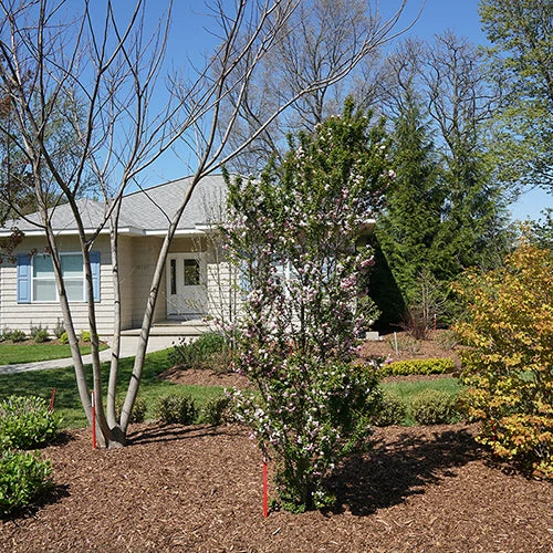 Zuzu® Flowering Cherry Shrub 7 Zuzu® Flowering Cherry Shrub - Image 7