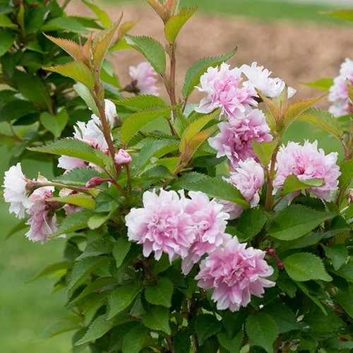 Zuzu® Flowering Cherry Shrub 3 Zuzu® Flowering Cherry Shrub - Image 3