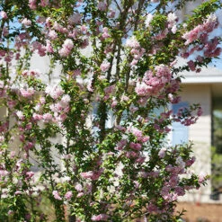 Zuzu® Flowering Cherry Shrub 11 Zuzu® Flowering Cherry Shrub -Flower Shop prunus zuzu 5 P
