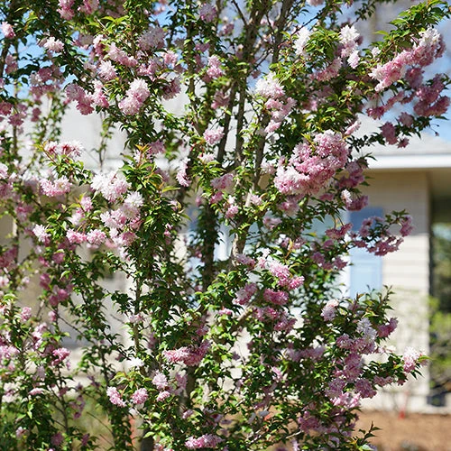 Zuzu® Flowering Cherry Shrub 5 Zuzu® Flowering Cherry Shrub - Image 5