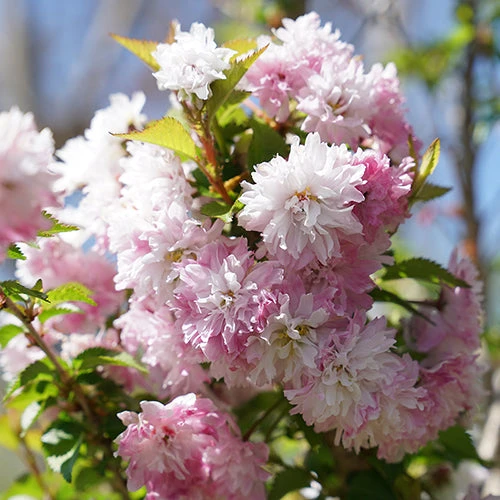 Zuzu® Flowering Cherry Shrub 1 Zuzu® Flowering Cherry Shrub