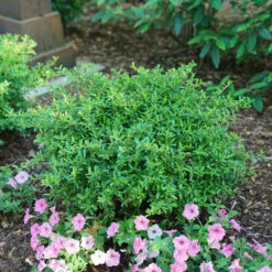 Juke Box® Pyracomeles