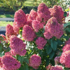 Quick Fire Fab® Panicle Hydrangea -Flower Shop quick fire fab panicle hydrangea 3