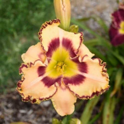 Rainbow Rhythm® 'King Of The Ages' Daylily -Flower Shop rainbow rhythm king of the ages daylily 2