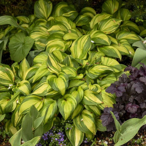 'Rainbow's End' Hosta 2 'Rainbow's End' Hosta - Image 2