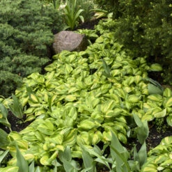 'Rainbow's End' Hosta 7 'Rainbow's End' Hosta -Flower Shop rainbows end hosta 3