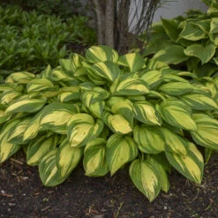 'Rainbow's End' Hosta 8 'Rainbow's End' Hosta -Flower Shop rainbows end hosta 4
